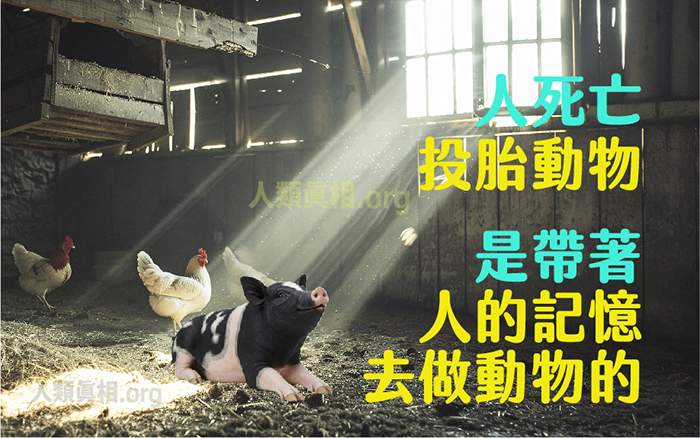 人死亡投胎動物,是帶著人的記憶去做動物的-圖片1