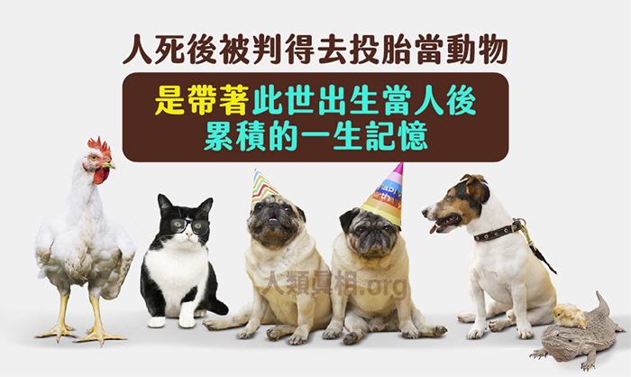 人死亡投胎動物,是帶著人的記憶去做動物的-圖片3